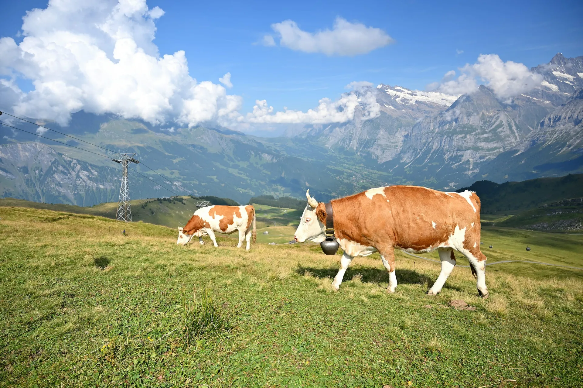 CSRD Reporting for Farms: Water, Fertilisers and Livestock Emissions