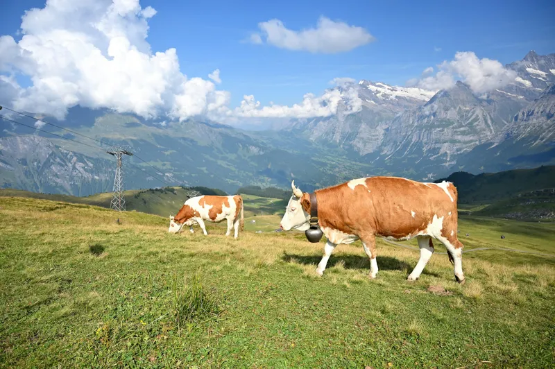 CSRD Reporting for Farms: Water, Fertilisers and Livestock Emissions